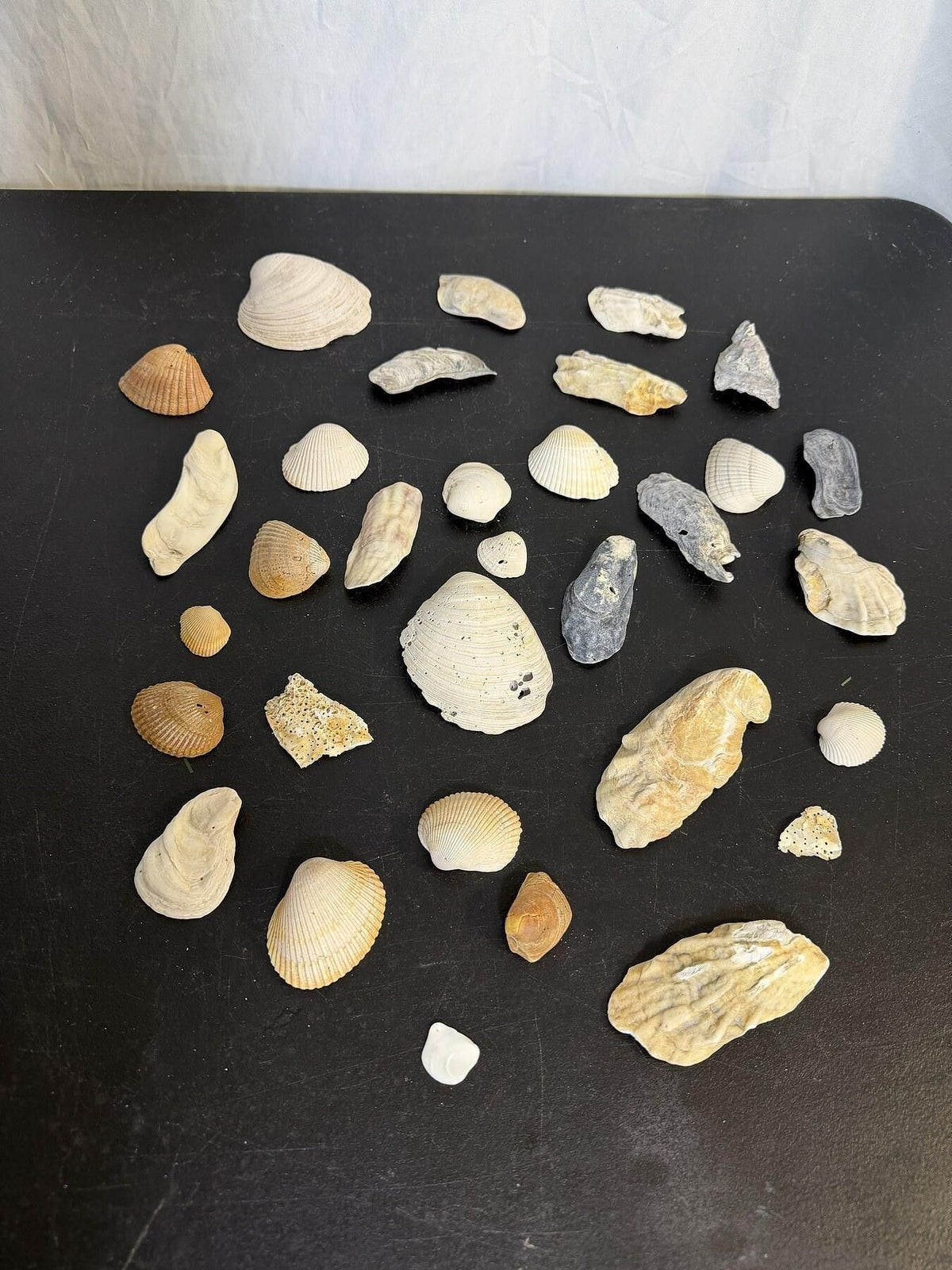 Lot of 28 Assorted Natural Seashells Beach Finds Craft Decor - Wormhole Thrift