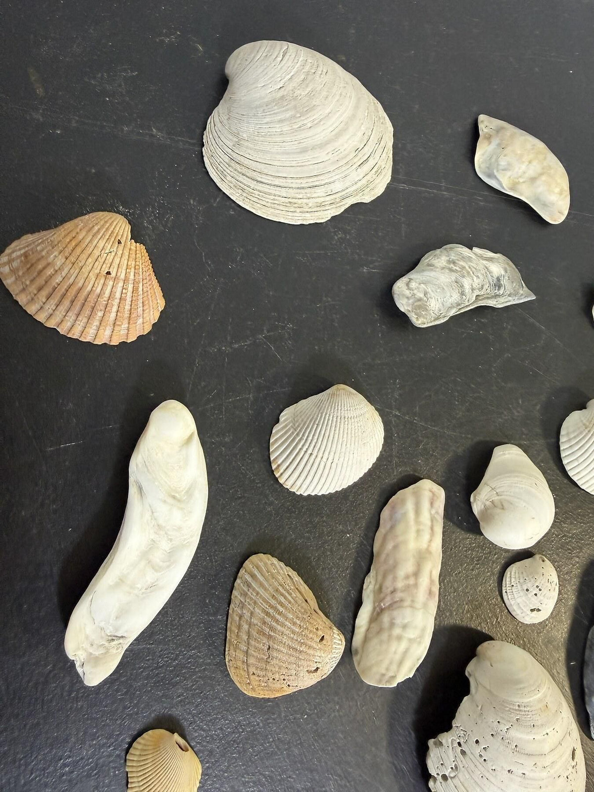 Lot of 28 Assorted Natural Seashells Beach Finds Craft Decor - Wormhole Thrift