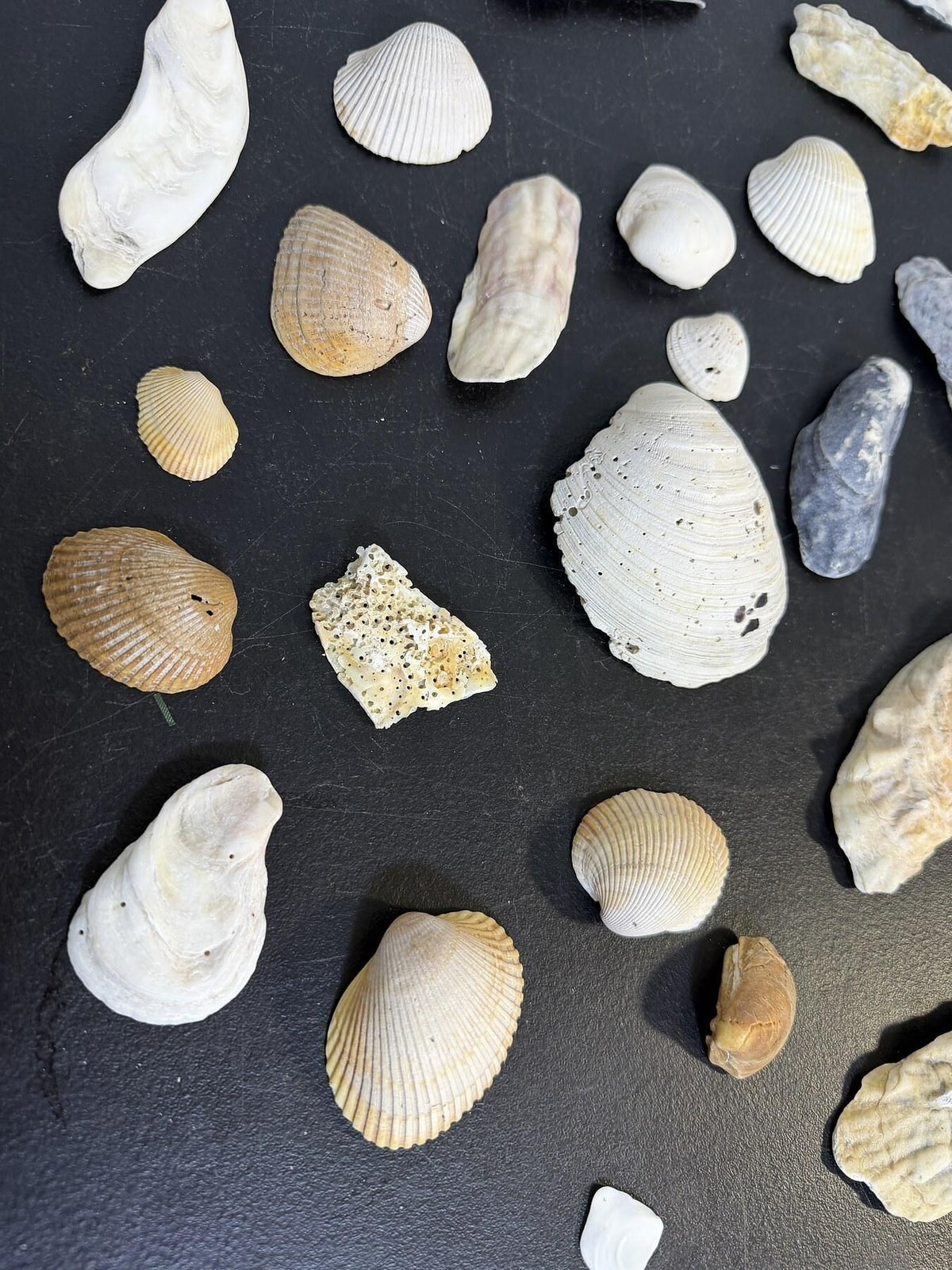Lot of 28 Assorted Natural Seashells Beach Finds Craft Decor - Wormhole Thrift